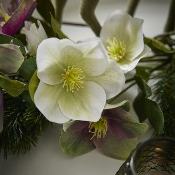 Christrose Edel, weiß/grün, 35 cm