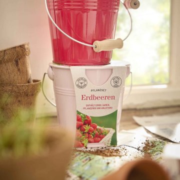 Pflanzset im Eimer, Erdbeere lila