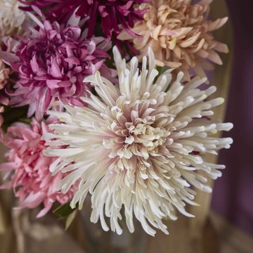 Chrysantheme Edel, creme, 76 cm