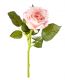 Rose, 30 cm, apricot