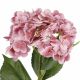 Hortensie Isabella, dunkelrosa, 45 cm