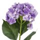 Hortensie Isabella, lila, 45 cm