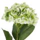 Hortensie Isabella, grün, 45 cm
