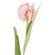 Papageientulpe Edel, rosa, 40 cm