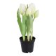 Tulpen im Topf, weiß, 25 cm