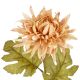 Dahlie Herbst, apricot, 56 cm