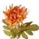 Dahlie Herbst, orange, 56 cm