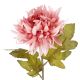 Dahlie Herbst, rosa, 56 cm