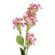 Flieder Edel, pink, 51 cm