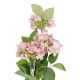 Hortensie Lily, rosa, 55 cm