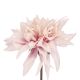 Dahlie Herbst, rosa/lila, 27 cm
