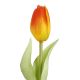 Tulpe Edel, Mini/spitz/orange, 25 cm