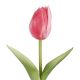 Tulpe Edel, Mini/spitz/pink, 25 cm