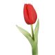 Tulpe Edel, Mini/spitz/rot, 25 cm