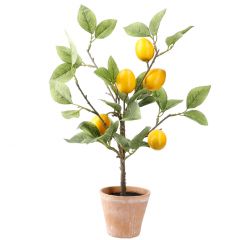 Zitronenbaum im Topf, 43 cm