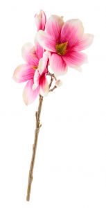 Magnolie Edel, pink, 40 cm