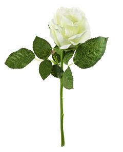 Rose, 30 cm, weiß