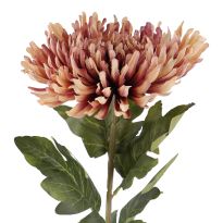 Chrysantheme Edel, altrosa, 76 cm