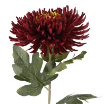 Chrysantheme Edel, lila, 76 cm