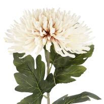 Chrysantheme Edel, creme, 76 cm