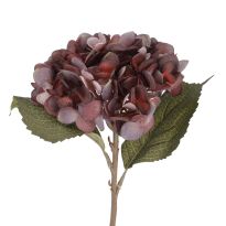 Hortensie Herbst, pflaume, 46 cm