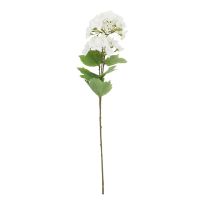 Hortensie Edel/2 Blüten, weiß, 48 cm