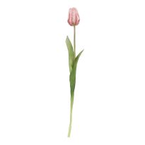 Tulpe Edel, hellrosa, 48 cm
