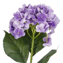 Hortensie Isabella, lila, 45 cm