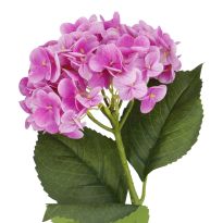 Hortensie Isabella, pink, 45 cm