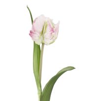 Papageientulpe Edel, hellrosa, 40 cm