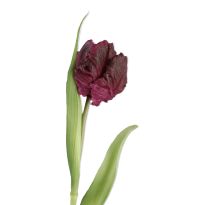 Papageientulpe Edel, lila, 40 cm