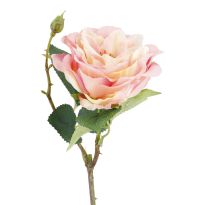 Rose Cornwall, rosa, 44 cm