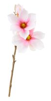 Magnolie Edel, rosa, 40 cm