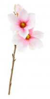 Magnolie Edel, rosa, 40 cm