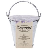 Pflanzset im Zinkeimer, Lavendel