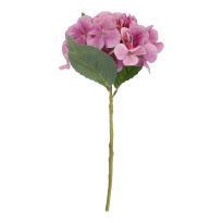 Hortensie Sophia, rosa, 35 cm