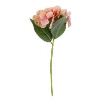 Hortensie Sophia, apricot, 35 cm