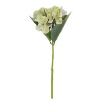 Hortensie Sophia, grün, 35 cm