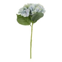 Hortensie Sophia, blau/grün, 35 cm