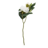 Pfingstrose Edel, weiß, 48 cm