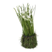 Schleierkraut mit Grasballen, weiß, 20 cm