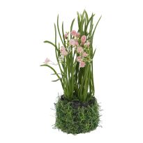 Schleierkraut mit Grasballen, rosa, 20 cm