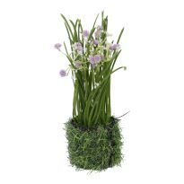 Schleierkraut mit Grasballen, flieder, 20 cm