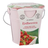 Pflanzset im Eimer, Erdbeere lila