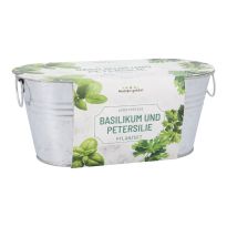 Pflanzset in Wanne, Basilikum/Petersilie