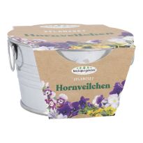 Pflanzset im Eimer, Hornveilchen, 6 cm