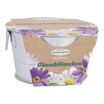 Pflanzset im Eimer, Gänseblümchen, 6 cm