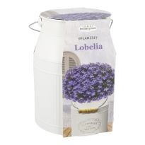 Pflanzset in Milchkanne, Lobelia, 22 cm