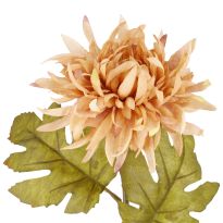 Dahlie Herbst, apricot, 56 cm