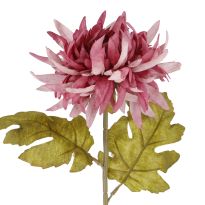 Dahlie Herbst, lila, 56 cm